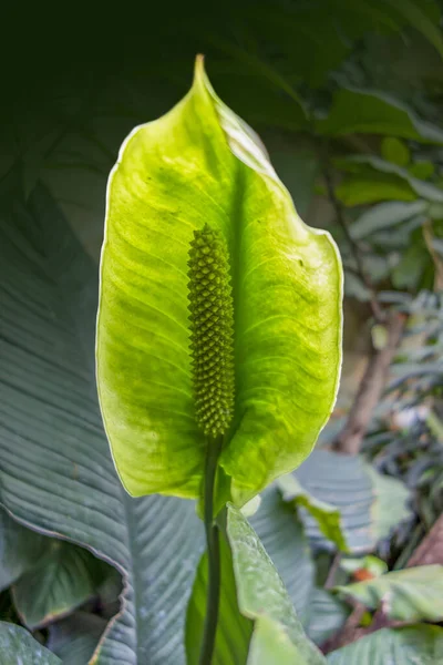 Arum Blume Nahaufnahme — Stockfoto