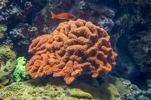 Czerwonych korali — Zdjęcie stockowe