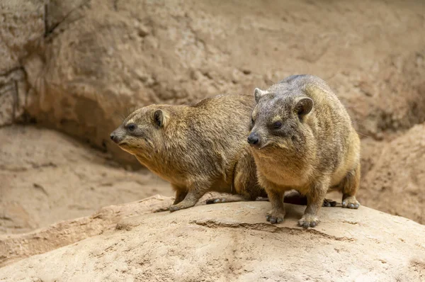 Steenhyrax in steenachtige ambiance — Stockfoto