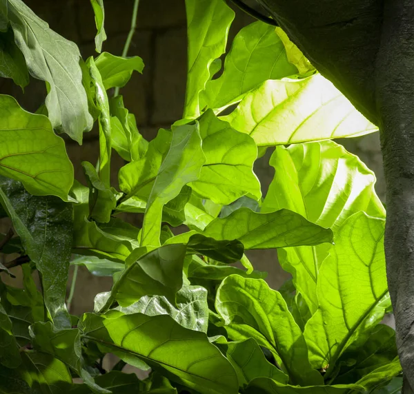 Illuminated green plant — ストック写真