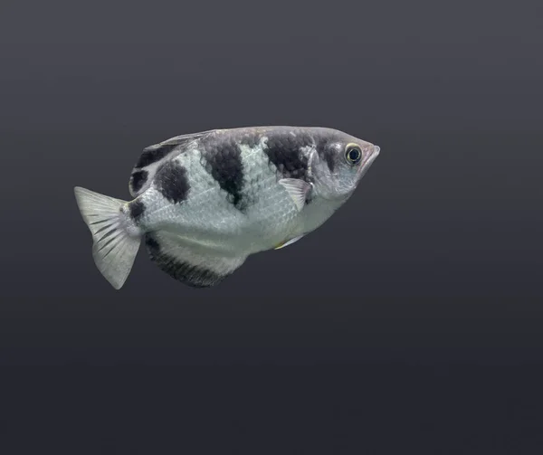 Banded archerfish — Stock Photo, Image