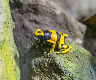 Yellow-banded poison dart frog clipart