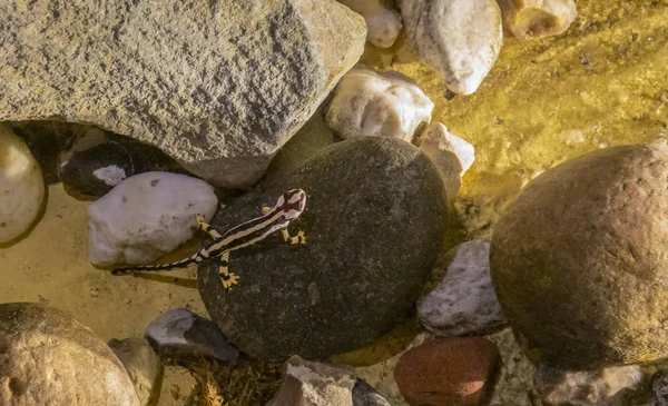 Tritão do Luristão em ambiente húmido — Fotografia de Stock