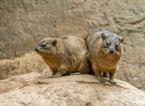 Steenhyrax in steenachtige ambiance — Stockfoto