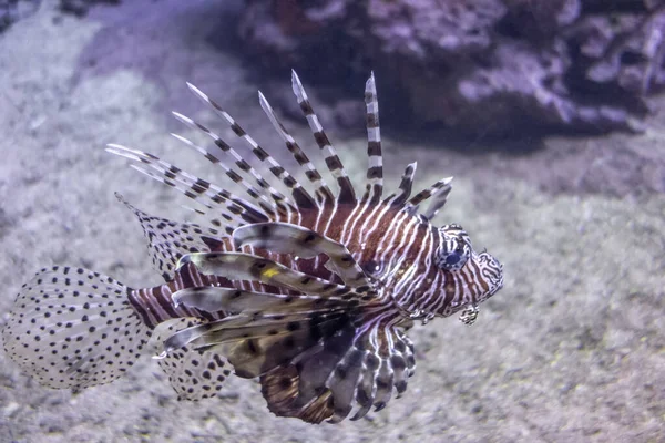 Lionfish rouge — Photo