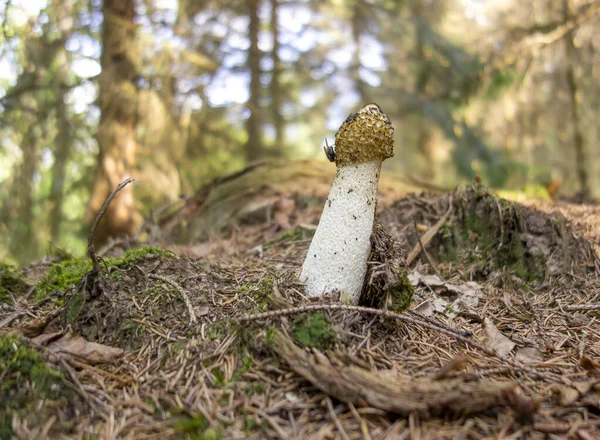 Gemeiner Stinkhornpilz — Stockfoto