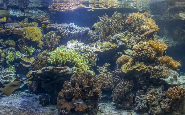 Paisaje de arrecife de coral — Foto de Stock