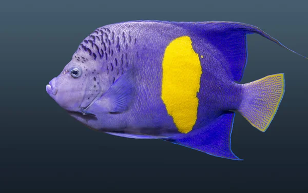 Halfmoon angelfish — Stock Photo, Image
