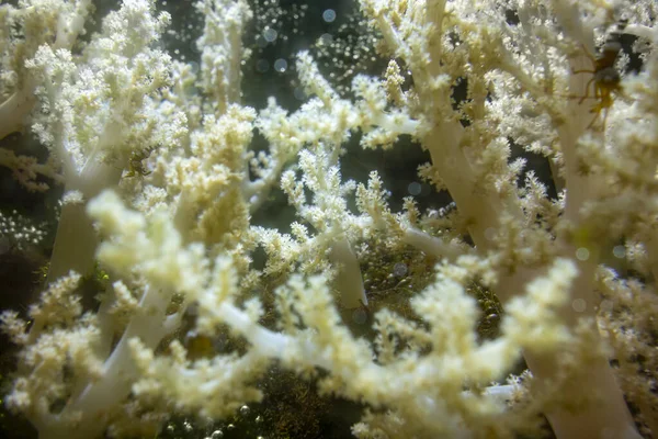 Мягкий коралловый крупный план — стоковое фото