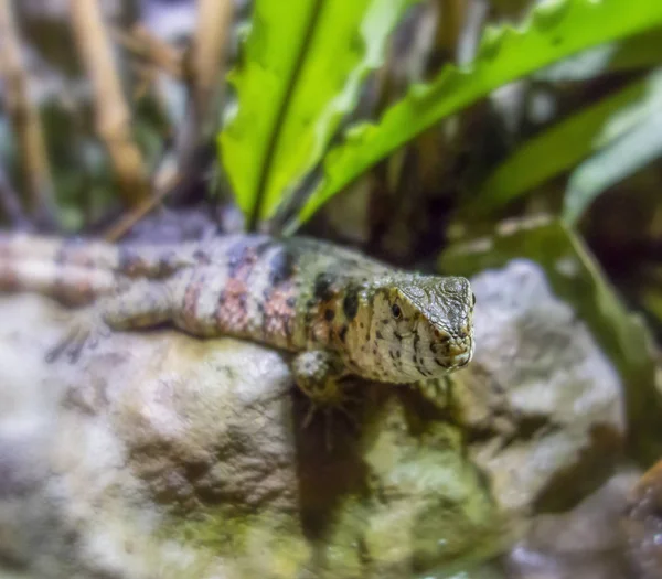 Lézard crocodile chinois — Photo