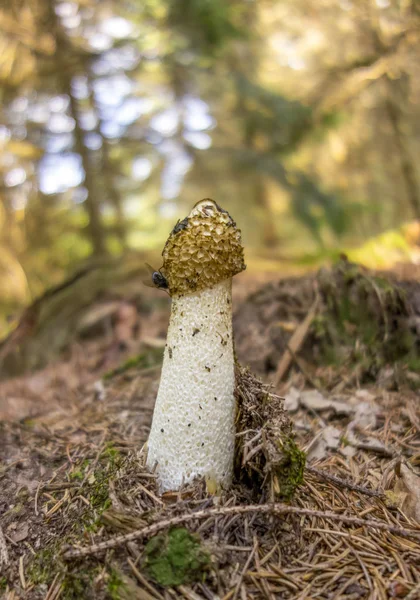 Gemeiner Stinkhornpilz — Stockfoto