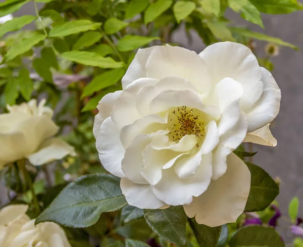 Rosa flor nas costas naturais — Fotografia de Stock