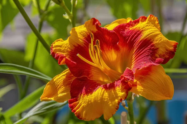 Cabeza de flor de lirio —  Fotos de Stock