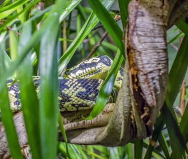 jungle carpet python clipart