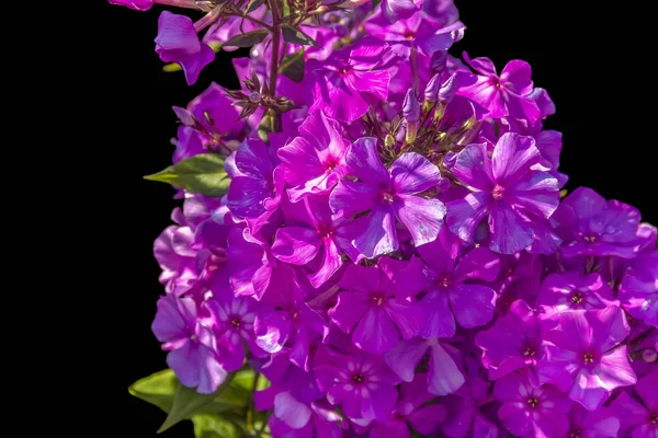 Flores roxas closeup — Fotografia de Stock