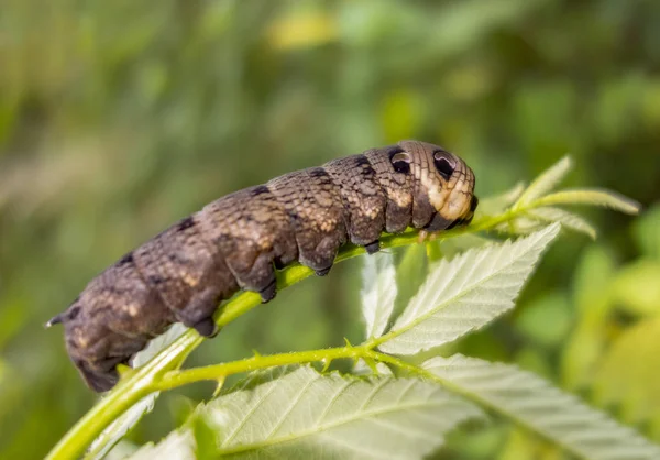 Larva de polilla halcón elefante —  Fotos de Stock