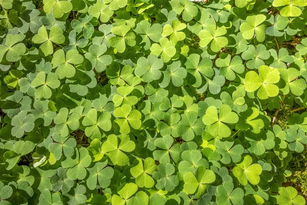 Trifoglio verde — Foto Stock