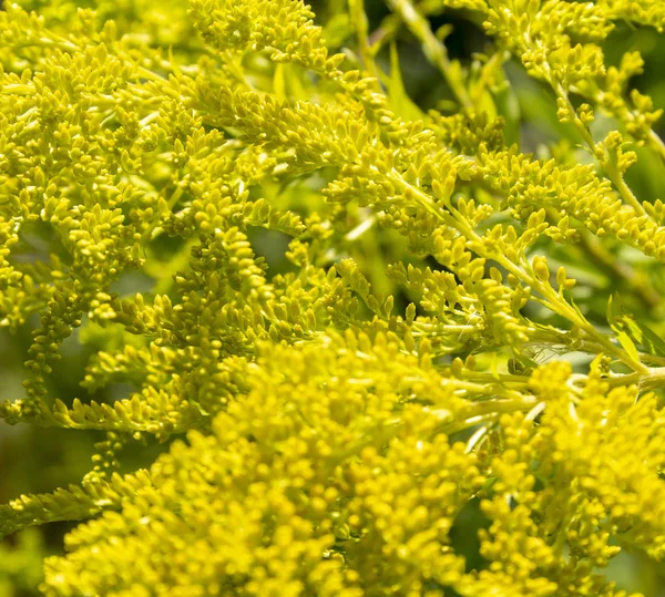 Canada goldenrod flower — Stock Photo, Image