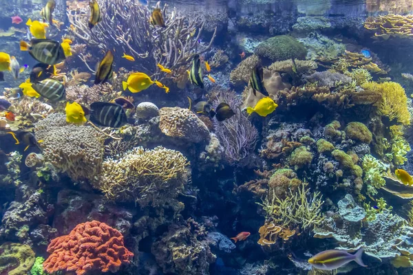 Paisaje de arrecife de coral — Foto de Stock