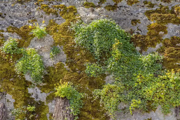 Vegetation on a wall — Stock Photo, Image
