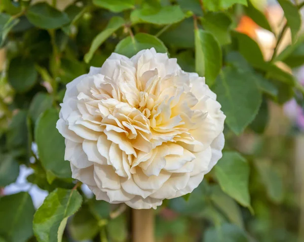 Flor de rosa en la espalda natural —  Fotos de Stock