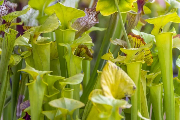Etobur sürahi bitkiler — Stok fotoğraf