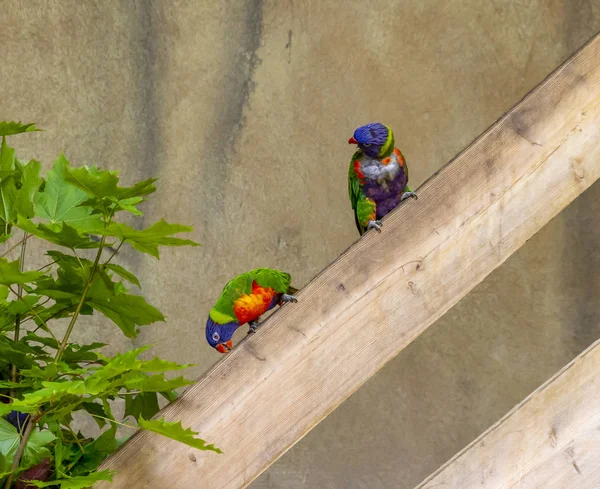 Coconut lorikeets — Stock Photo, Image