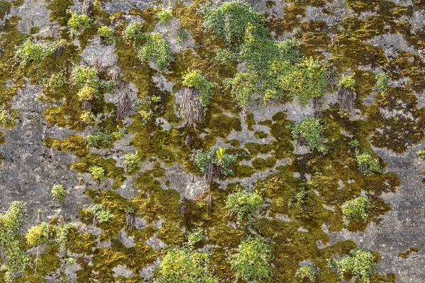 Vegetation on a wall — Stock Photo, Image