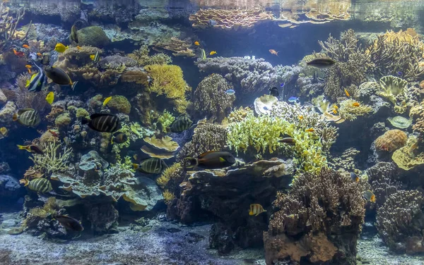 Krajobraz rafy koralowej — Zdjęcie stockowe
