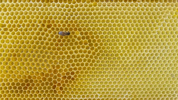 Honey bee och honungskakor — Stockfoto