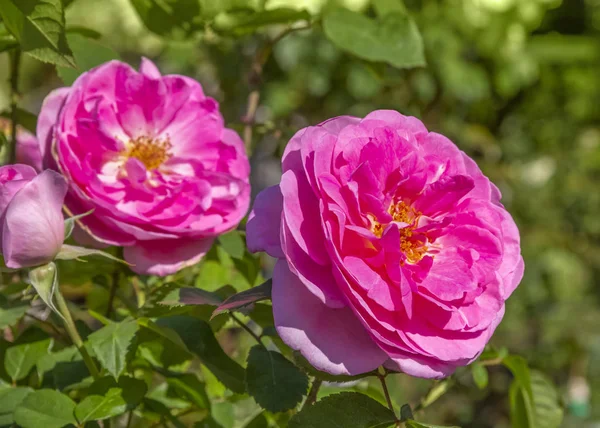 自然の中でピンクのバラの花が — ストック写真