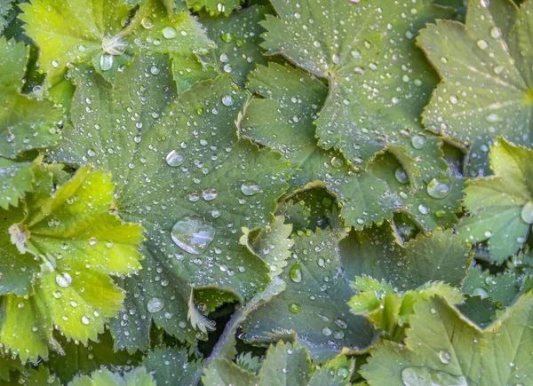 Water repellent leaves — Stock Photo, Image