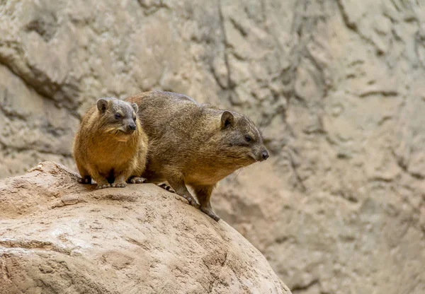 Rock hyrax in stony ambiance — Stock Photo, Image