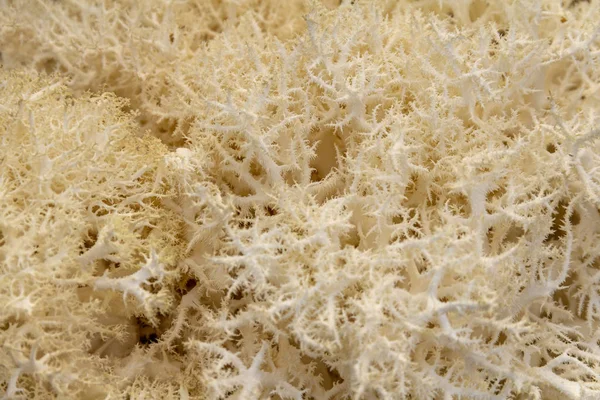 Primo piano sui funghi di ericio — Foto Stock
