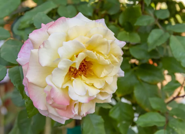 Rosa flor nas costas naturais — Fotografia de Stock