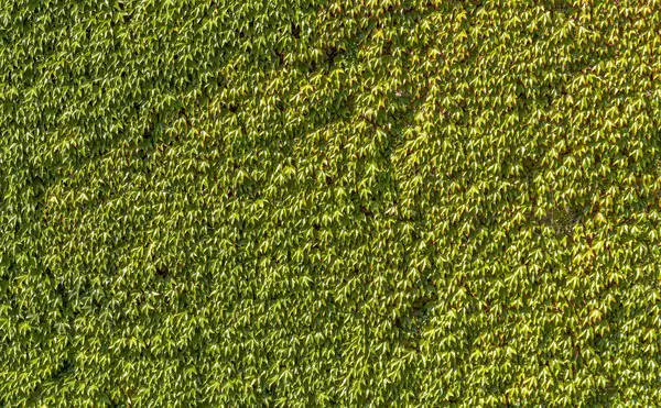 Ivy overgrown wall — Stock Photo, Image