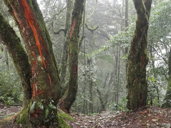 Mossy forest in Malaysia — Stock Photo, Image