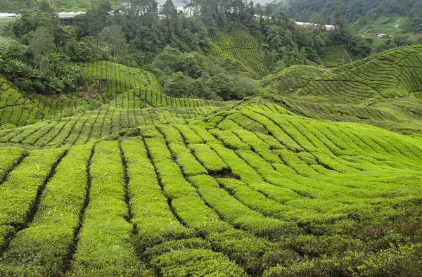 マレーシアの茶畑 — ストック写真