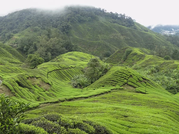 Plantación de té en Malasia —  Fotos de Stock