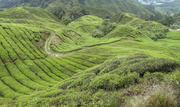 Plantación de té en Malasia —  Fotos de Stock