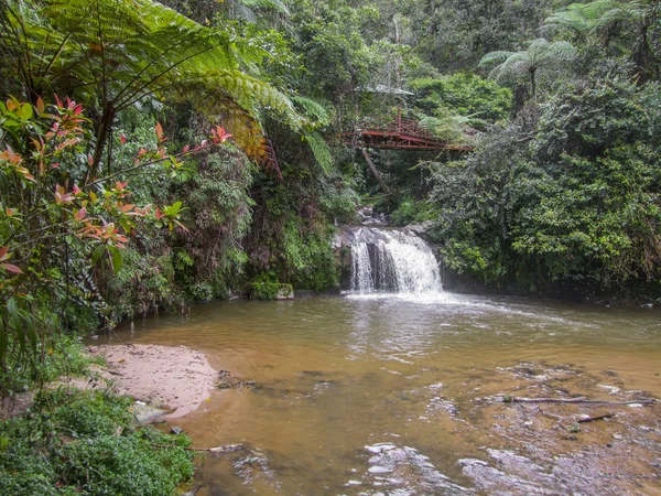 Jungle in Maleisië — Stockfoto