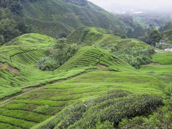 Plantación de té en Malasia —  Fotos de Stock