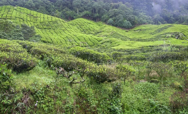 Tea plantation in Malaysia — Stock Photo, Image