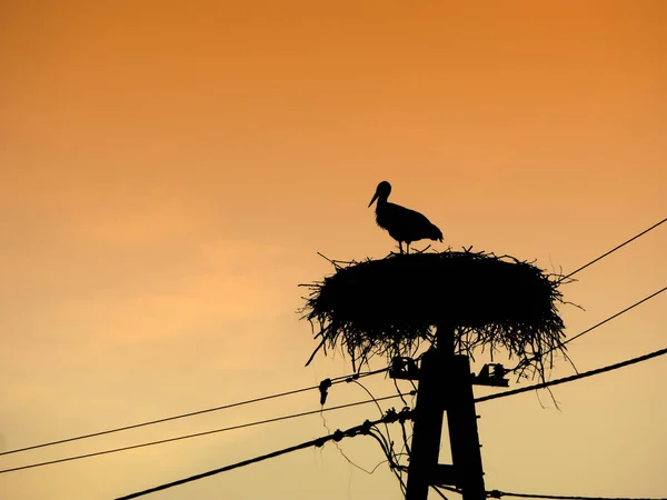 Storch und Nestsilhouette — Stockfoto