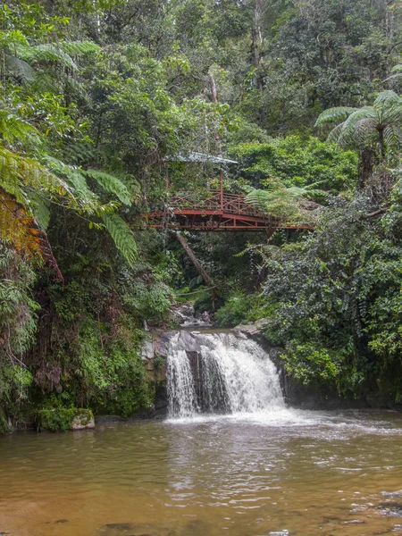 Dschungel in Malaysia — Stockfoto