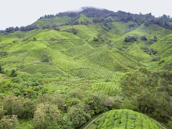 Tea plantation in Malaysia — Stock Photo, Image