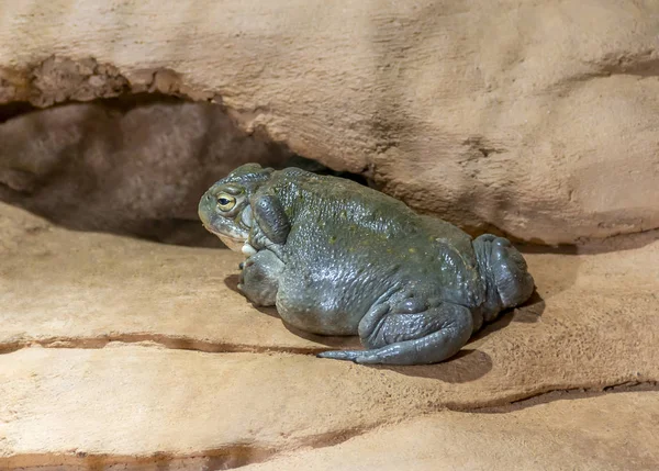 Colorado River toad — Stock Photo, Image