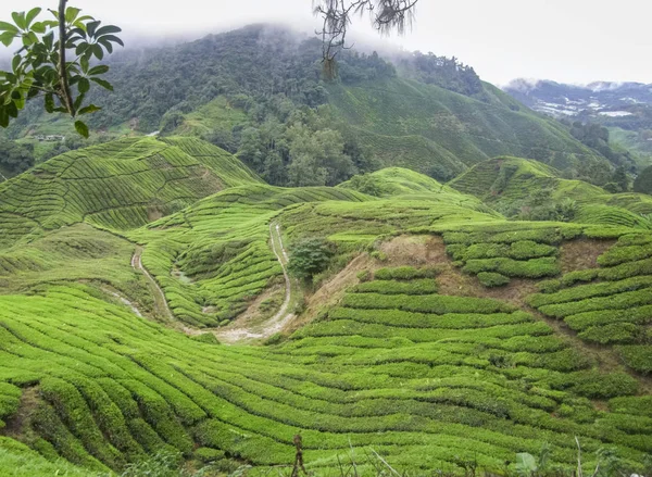 Tea plantation in Malaysia — Stock Photo, Image