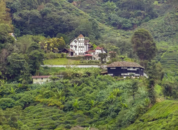 Plantación de té en Malasia —  Fotos de Stock