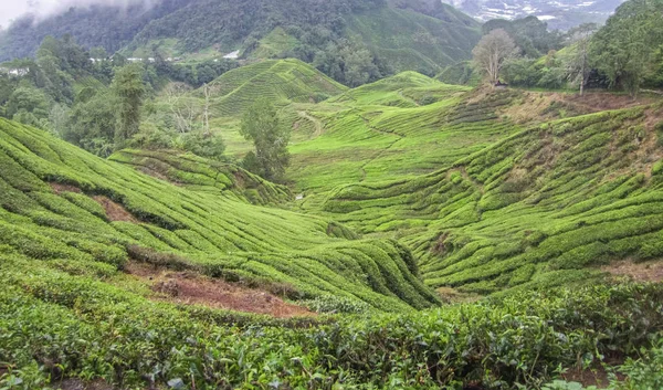 Plantación de té en Malasia —  Fotos de Stock